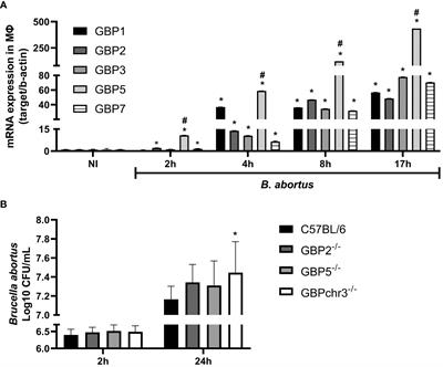 Guanylate-binding protein-5 is involved in inflammasome activation by bacterial DNA but only the cooperation of multiple GBPs accounts for control of Brucella abortus infection